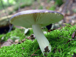 R. xerampelina – Typical of many Russula species it has a white brittle stalk that breaks like a piece of chalk.